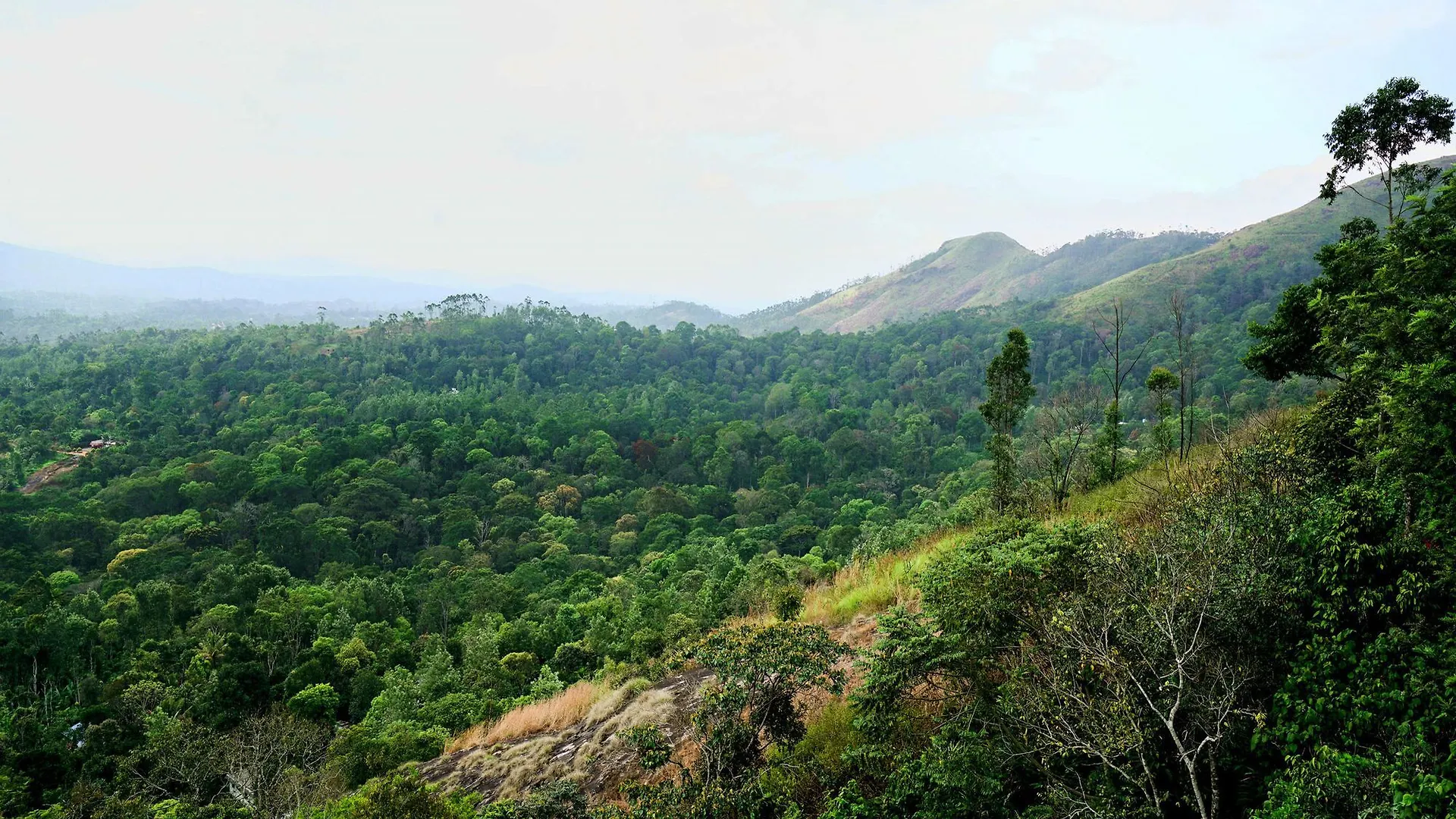 Hotel Oyo 10426 Le Placid Munnar